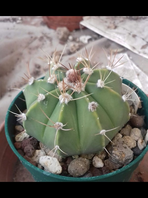 Astrophytum capricorne x asterias 