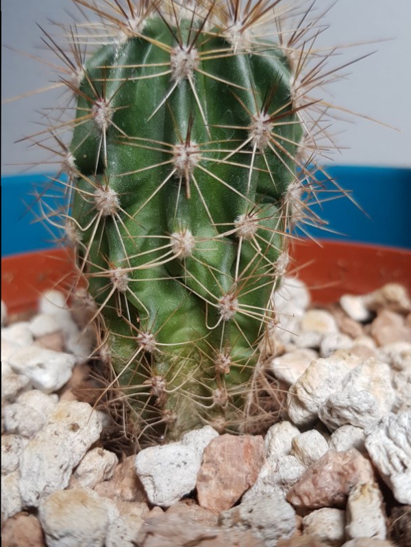 Carnegiea gigantea (saguaro) 