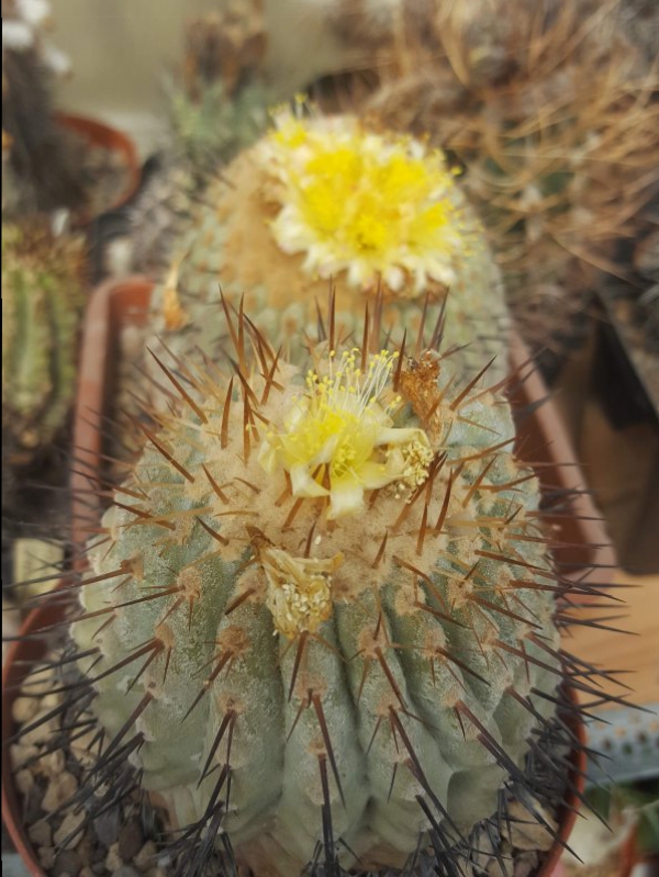 Copiapoa columna-alba 