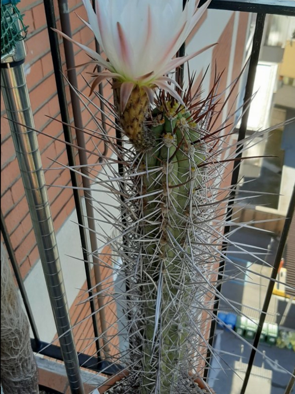 trichocereus fulvilanus