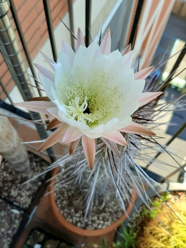 Trichocereus fulvilanus 