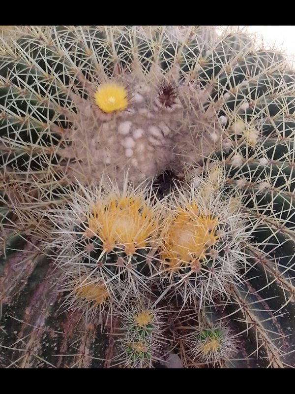 Echinocactus grusonii 