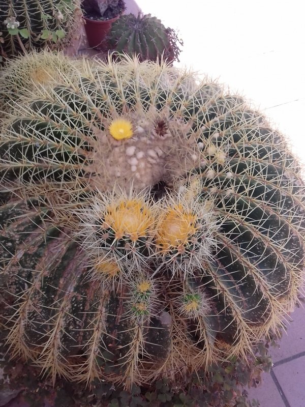 Echinocactus grusonii 