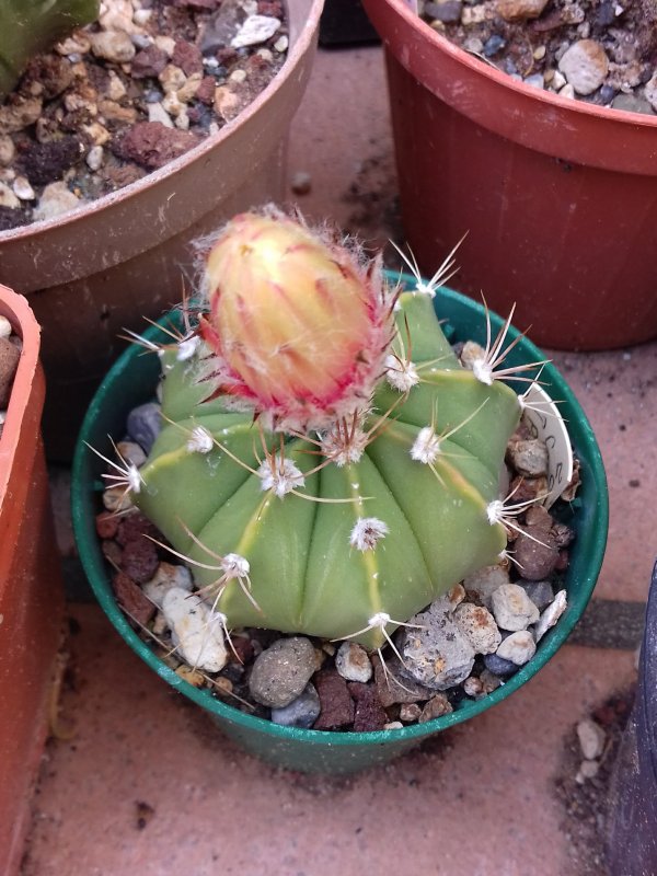 Astrophytum capricorne x asterias 