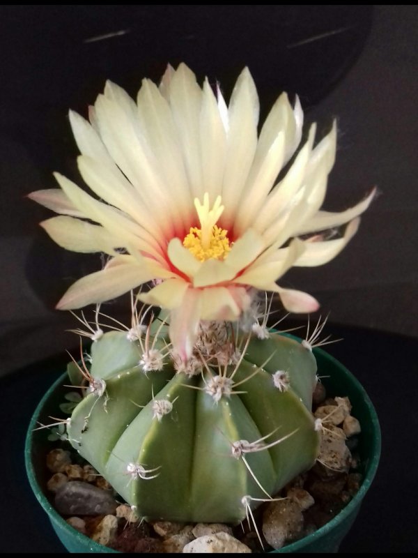 Astrophytum capricorne x asterias 