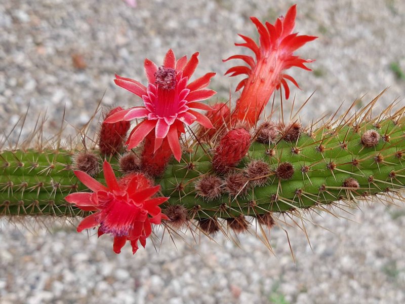 Cleistocactus samaipatanus 