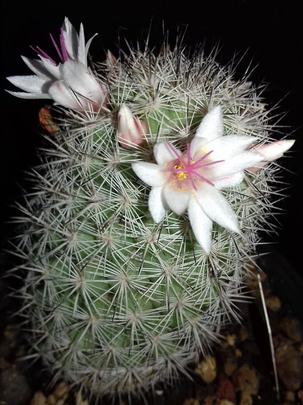 Mammillaria albicans LAU1251