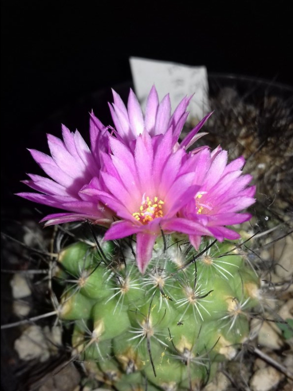 Turbinicarpus viereckii 