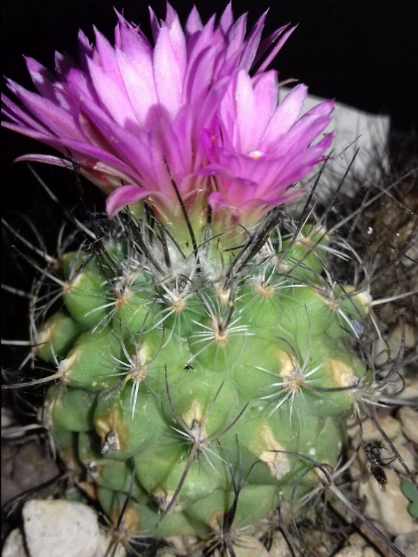 Turbinicarpus viereckii 