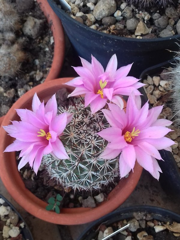 Mammillaria schumannii 