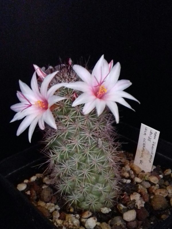 Mammillaria fraileana LAU35