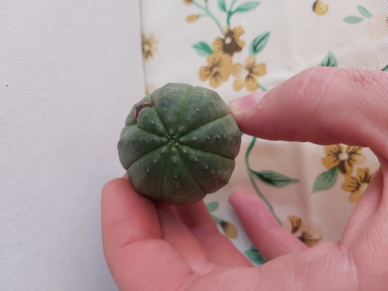Euphorbia obesa 