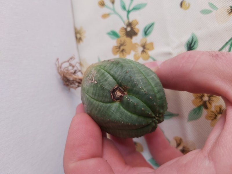 Euphorbia obesa 
