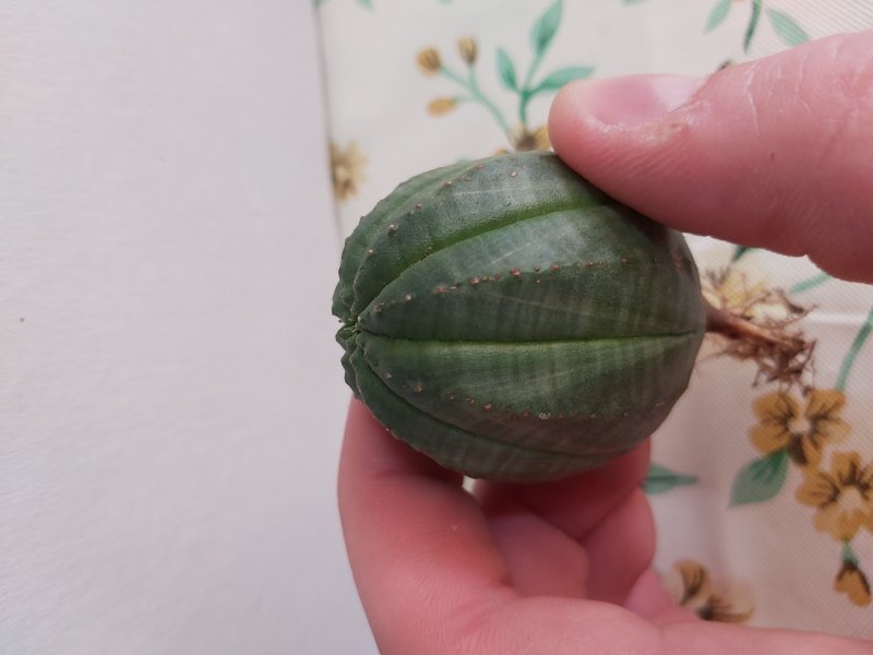 Euphorbia obesa 
