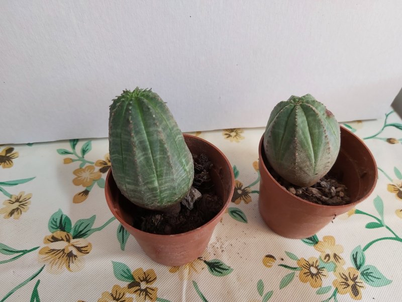 Euphorbia obesa 