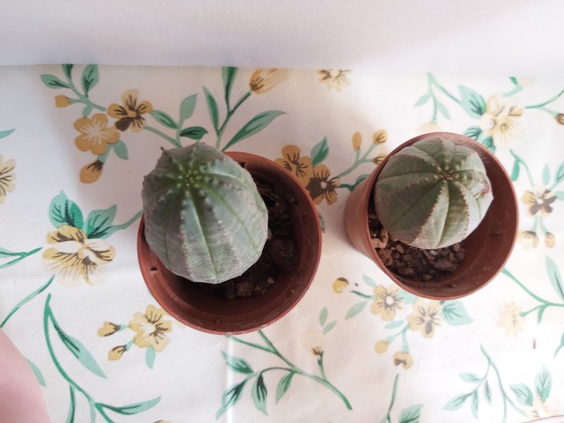 Euphorbia obesa 