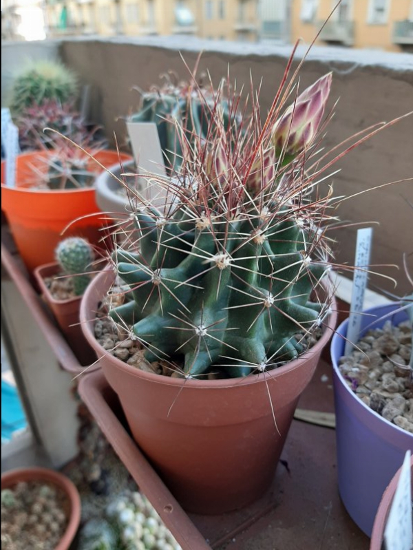 Ferocactus hamatacanthus ssp. sinuatus 