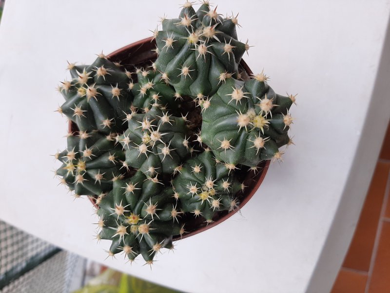 Ferocactus herrerae f. brevispinus 