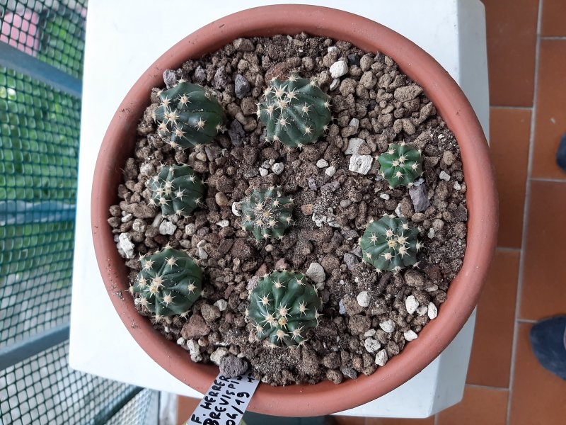 Ferocactus herrerae f. brevispinus 