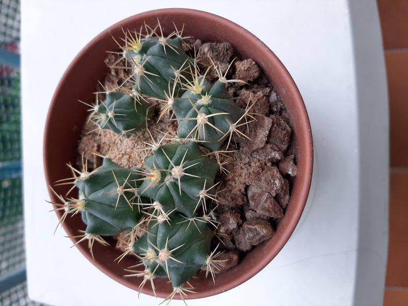 Ferocactus latispinus v. flavispinus 