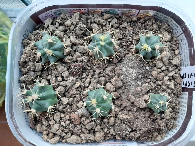 Ferocactus latispinus v. flavispinus 