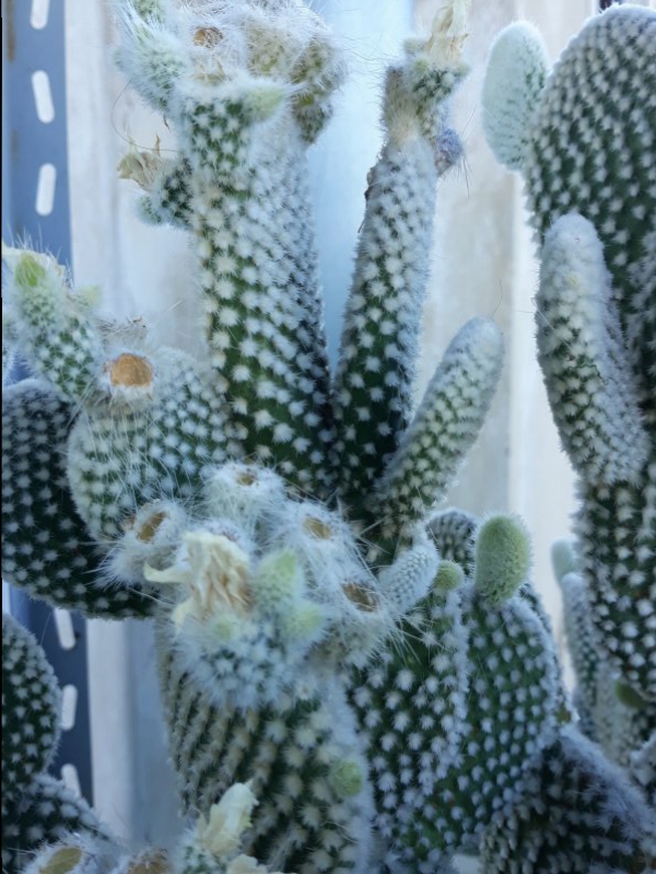 Opuntia microdasys v. albispina 