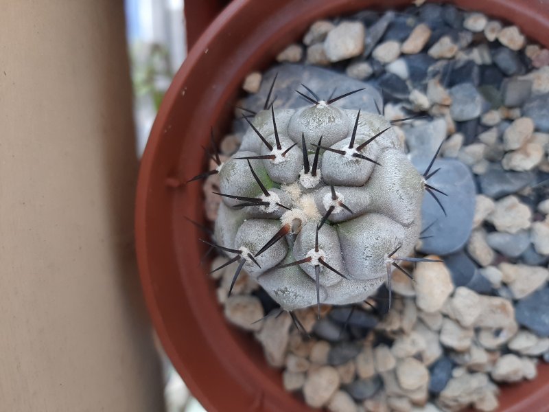 Copiapoa cinerea Kk610