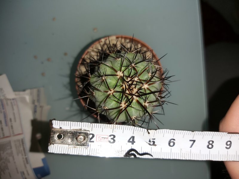 Copiapoa  