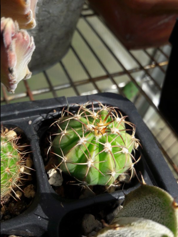 Melocactus  