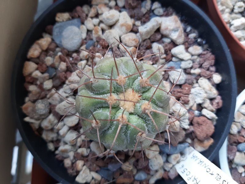 Copiapoa haseltoniana 