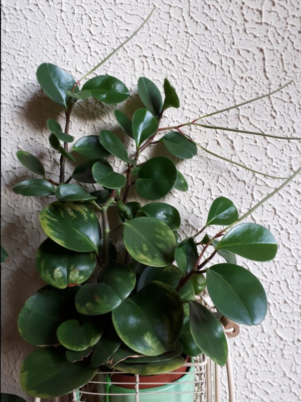 Peperomia obtusifolia 