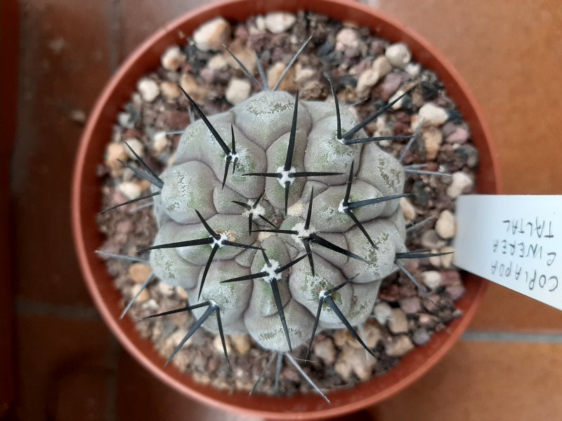 Copiapoa cinerea 