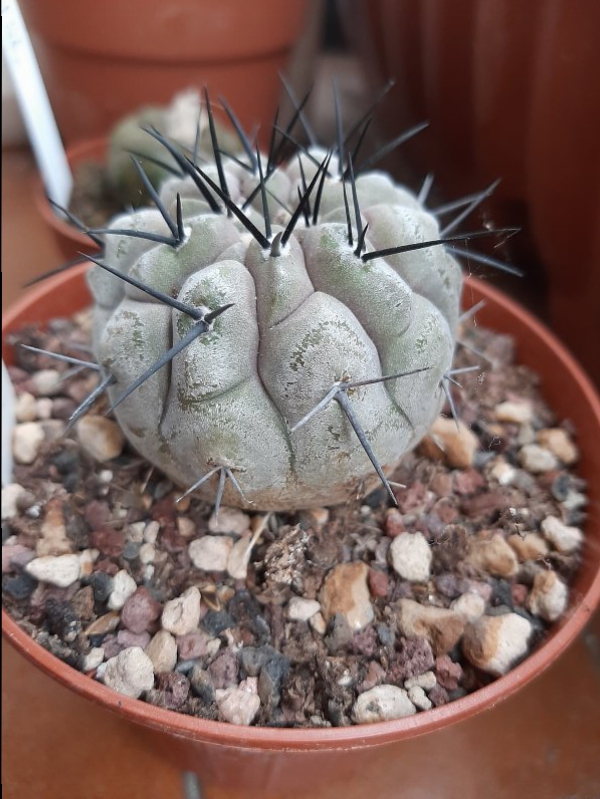 Copiapoa cinerea 