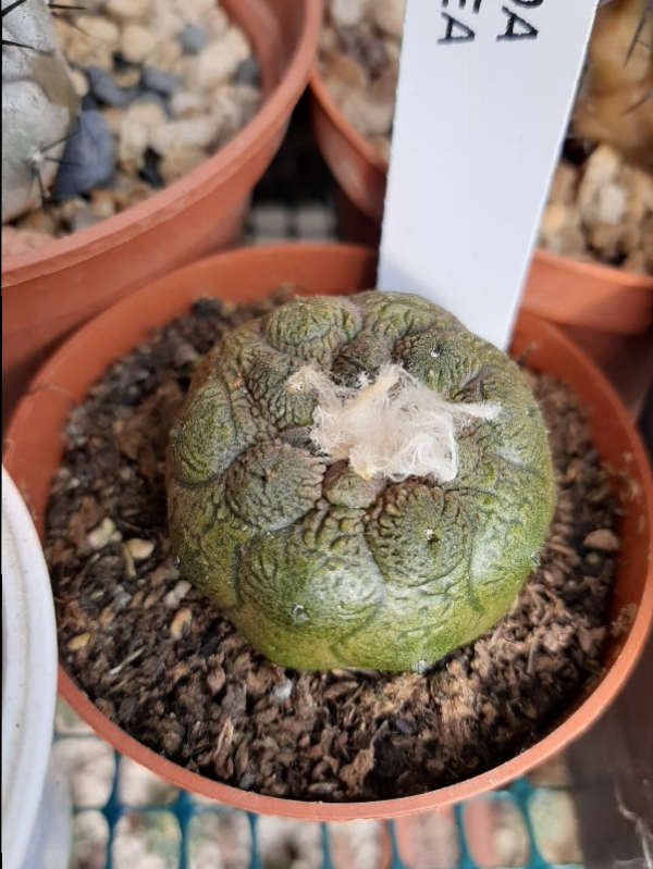 Copiapoa hypogaea 