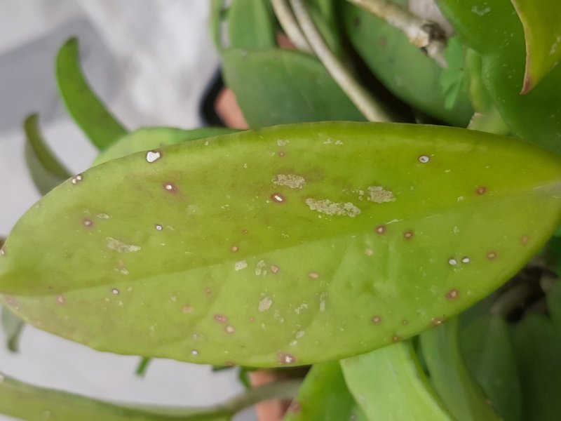 Hoya carnosa 