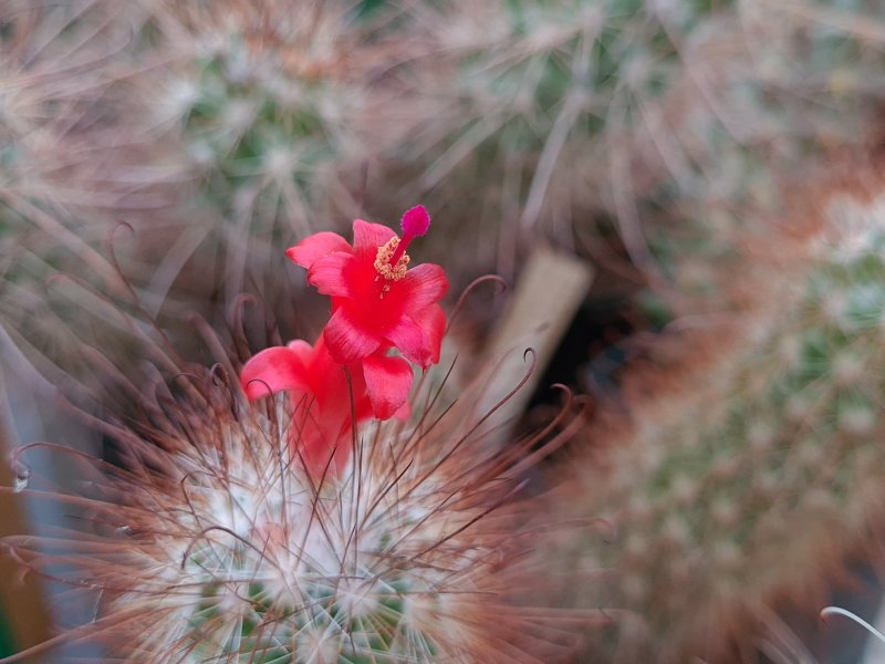 Mammillaria pondii 