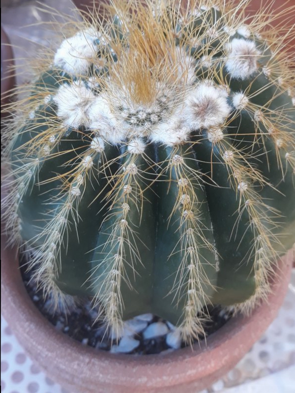 Notocactus warasii 