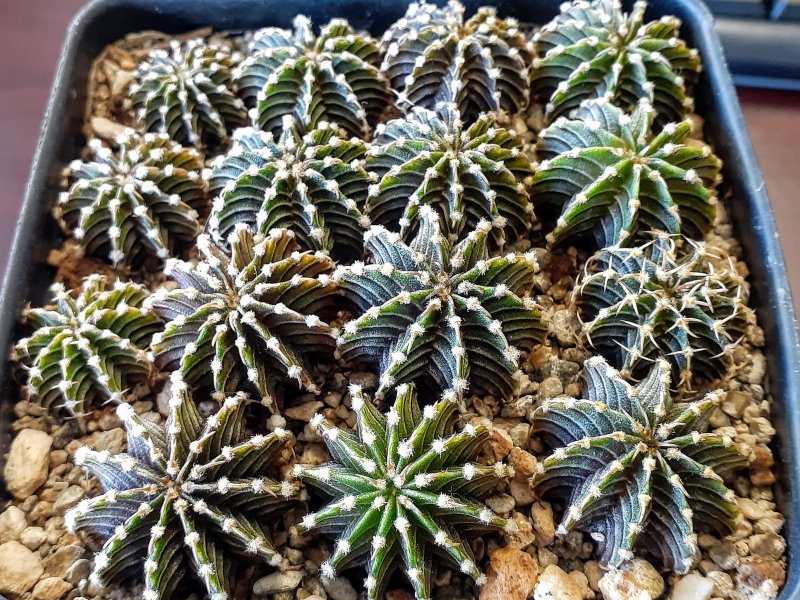 Gymnocalycium friedrichii LB 2178