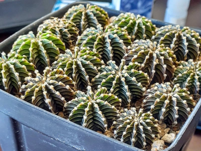 Gymnocalycium friedrichii LB 2178