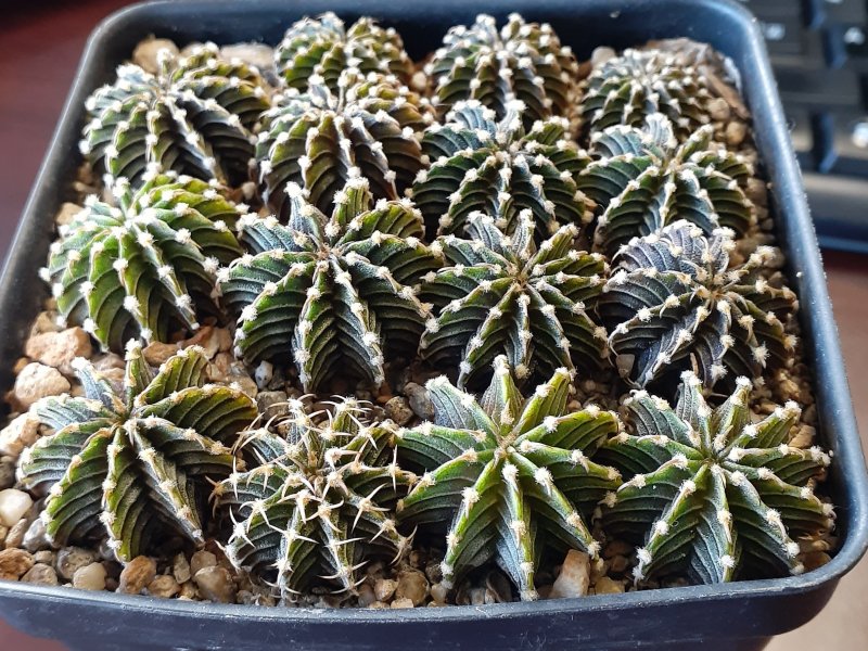 Gymnocalycium friedrichii LB 2178