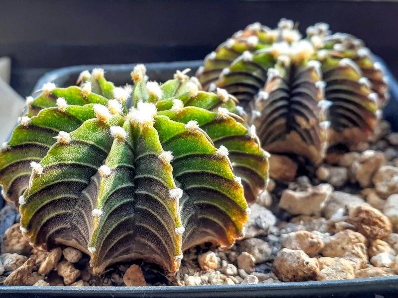 Gymnocalycium friedrichii LB 2178