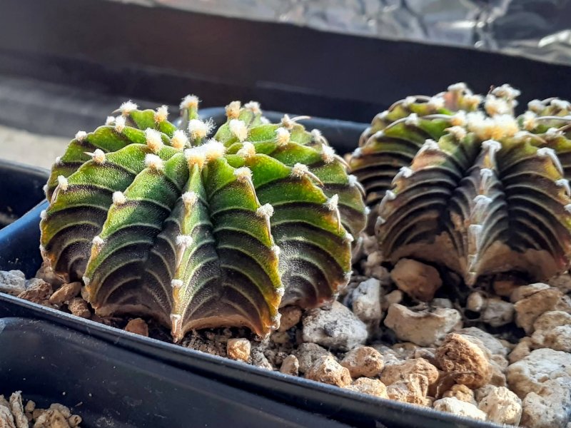 Gymnocalycium friedrichii LB 2178