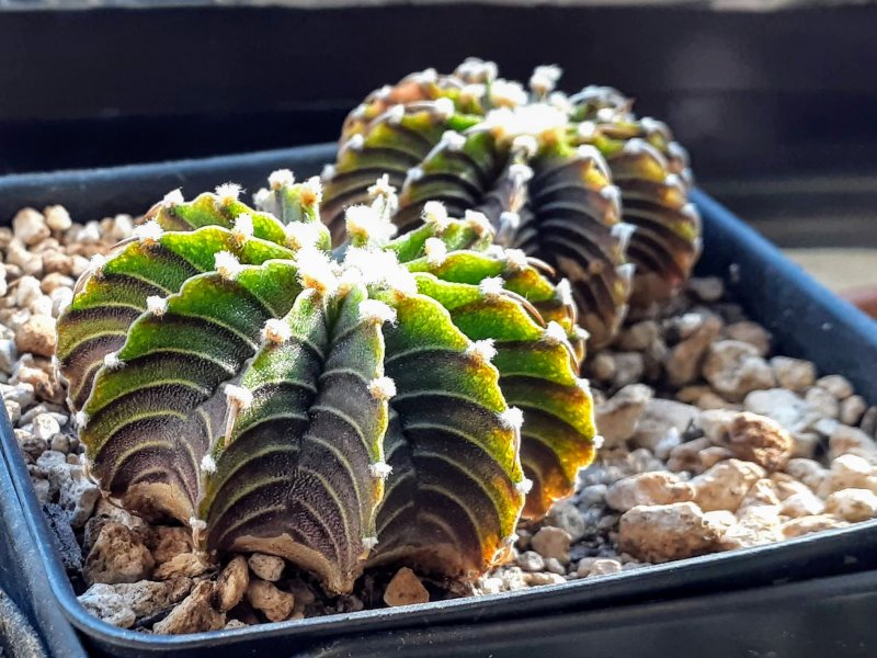 Gymnocalycium friedrichii LB 2178