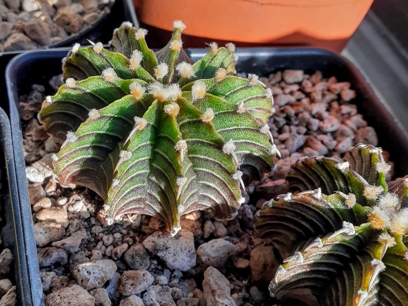 Gymnocalycium friedrichii LB 2178