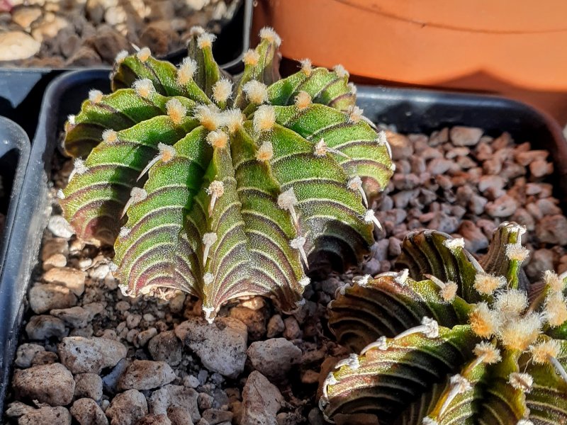 Gymnocalycium friedrichii LB 2178