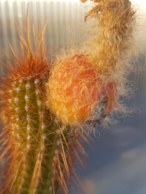 Trichocereus huascha 