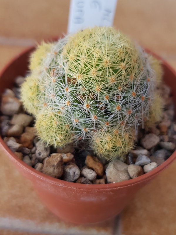 Mammillaria giselae ML677