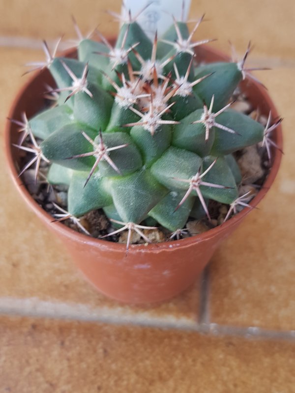 Mammillaria freudenbergeri 