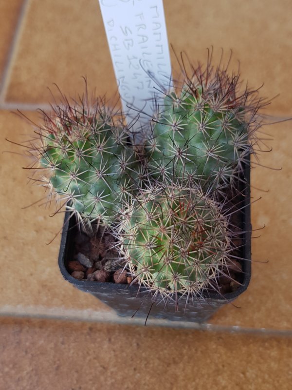 Mammillaria fraileana SB1247