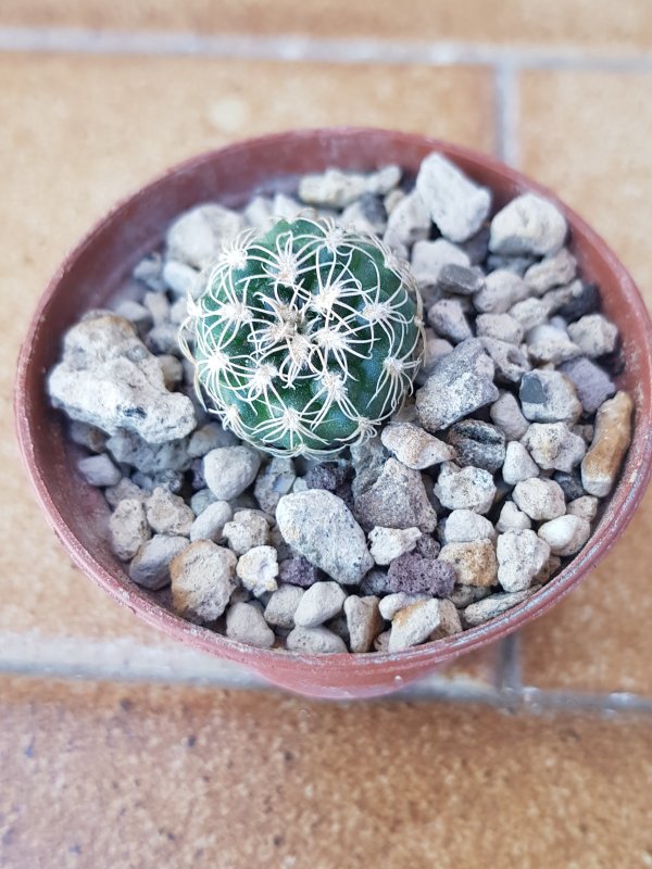 Gymnocalycium bruchii 